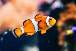 英格兰，一场奢华盛宴，还是实力与运气的完美结合？欧洲杯决赛土豪英格兰